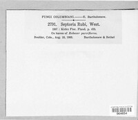 Mycosphaerella rubi image
